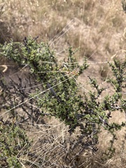 Condalia ericoides