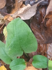Pulmonaria officinalis