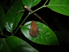 Rhinella castaneotica