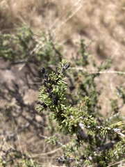 Condalia ericoides