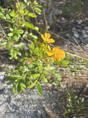 Senna chapmanii