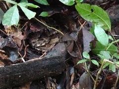 Bothrops asper