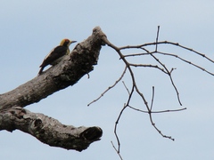 Melanerpes chrysauchen