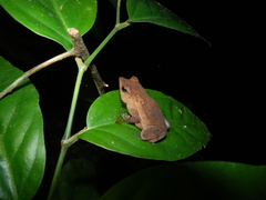 Rhinella castaneotica