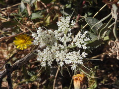 Daucus guttatus