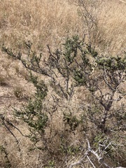 Condalia ericoides