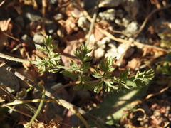 Daucus guttatus