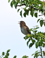 Cercotrichas leucophrys