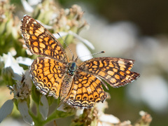 Phyciodes graphica