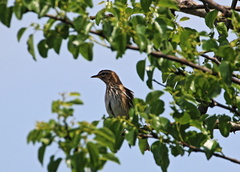 Cercotrichas leucophrys