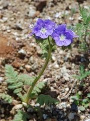 Phacelia ciliata ciliata