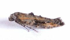Epermenia albapunctella