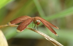 Neurothemis manadensis