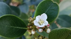 Rhaphiolepis umbellata