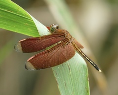 Neurothemis manadensis