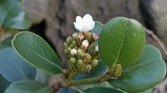 Rhaphiolepis umbellata