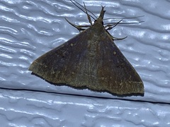 Renia discoloralis