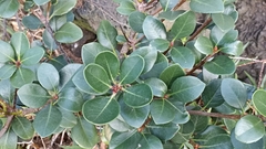 Rhaphiolepis umbellata