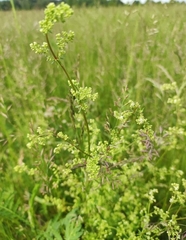 Galium mollugo