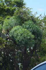 Cussonia paniculata