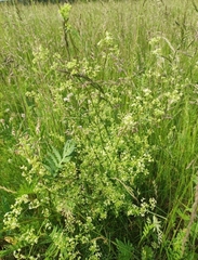 Galium mollugo