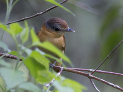 Pachyramphus castaneus
