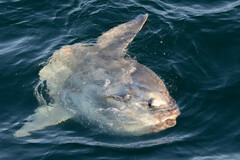 Mola mola