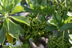 Heliotropium arboreum