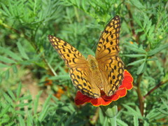 Argynnis vorax