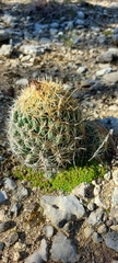 Coryphantha sulcata