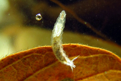Stenomicra