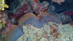 Helioseris cucullata