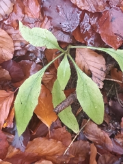 Hieracium murorum