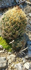 Coryphantha sulcata