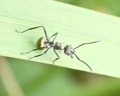 Myrmhopla