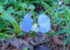 Commelina ensifolia