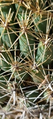 Coryphantha sulcata