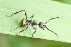 Myrmhopla
