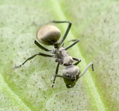 Myrmhopla