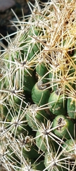 Coryphantha sulcata