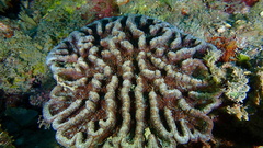 Mycetophyllia