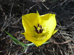Calochortus clavatus