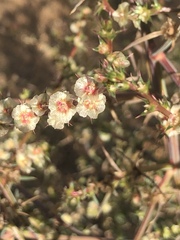 Salsola australis