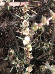 Salsola australis