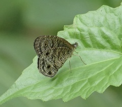 Ypthima loryma
