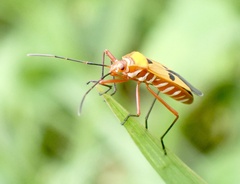 Pyrrhocoridae