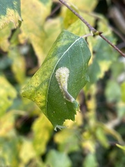 Phyllonorycter