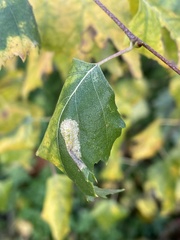 Phyllonorycter