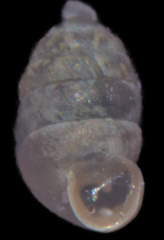 Pupilla triplicata