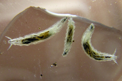 Stenomicra